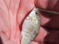 Floridichthys carpio