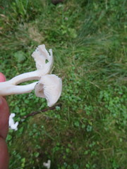 Leucocybe connata