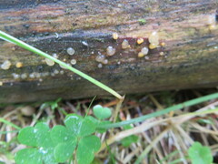 Ascocoryne sarcoides