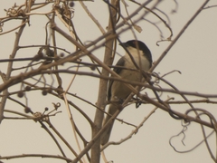 Microspingus melanoleucus
