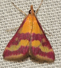 Pyrausta sanguinalis