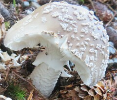 Amanita excelsa