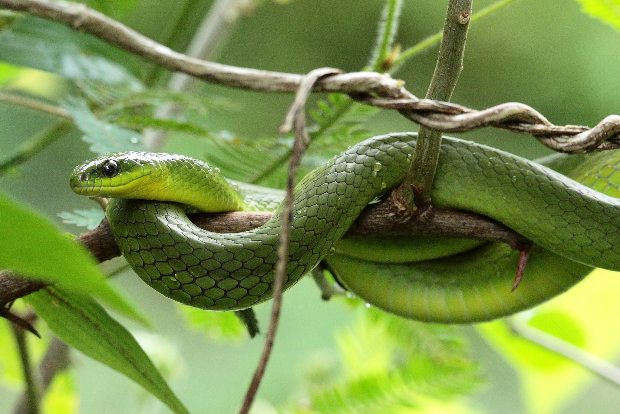 Greater Green Snake - Ptyas major —