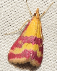 Pyrausta sanguinalis