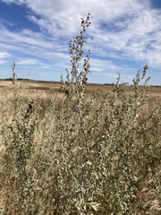 Artemisia absinthium