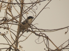 Microspingus melanoleucus