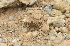 Carcharodus tripolina