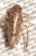 Xestocephalus superbus