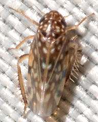 Xestocephalus superbus