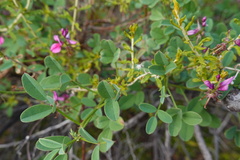Indigofera amoena