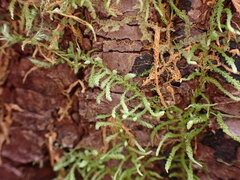 Claopodium crispifolium