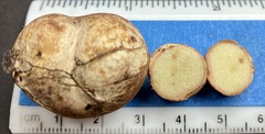 Scleroderma cepa