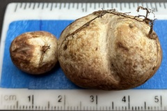 Scleroderma cepa