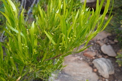 Dodonaea viscosa