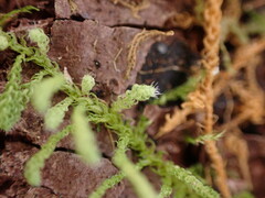 Claopodium crispifolium