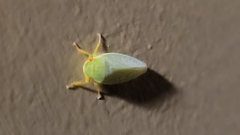 Rugosana querci