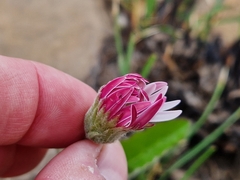 Gerbera viridifolia