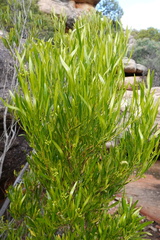 Dodonaea viscosa