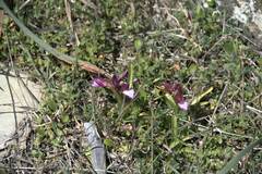 Anacamptis papilionacea