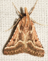 Stemmatophora borgialis