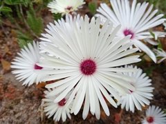 Cleretum bellidiforme