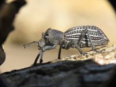 Aegorhinus albolineatus