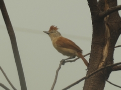 Thamnophilus doliatus