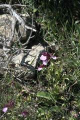 Anacamptis papilionacea