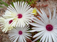 Cleretum bellidiforme