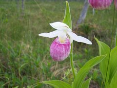 Cypripedium reginae