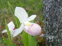 Cypripedium reginae