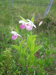 Cypripedium reginae