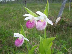 Cypripedium reginae