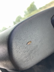 Toxomerus marginatus