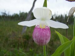 Cypripedium reginae