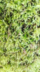 Brachythecium rutabulum