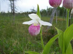 Cypripedium reginae