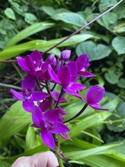 Spathoglottis