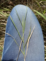 Elymus repens