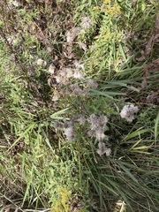 Brickellia eupatorioides