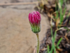 Gerbera viridifolia