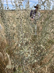 Artemisia absinthium