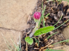 Gerbera viridifolia