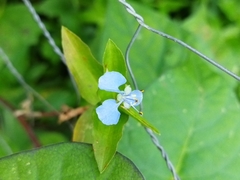 Commelina diffusa