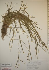 Carex digitalis digitalis