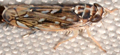 Scaphoideus