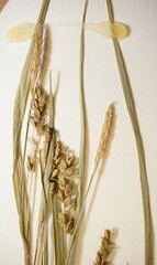 Carex digitalis digitalis