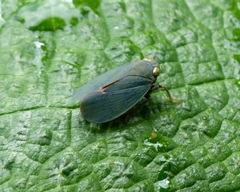 Coelidiinae