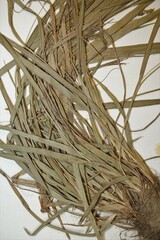 Carex digitalis digitalis