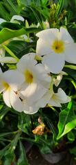 Plumeria pudica